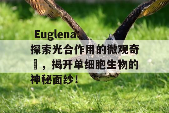  Euglena: 探索光合作用的微观奇蹟，揭开单细胞生物的神秘面纱！